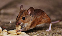 24 Hour & Emergency Exterminators in Tutwiler, MS
